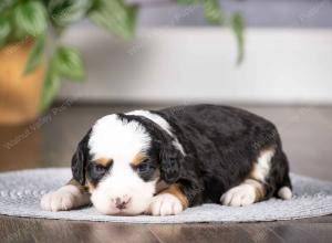 tri-colored mini bernedoodle near Chicago Illinois