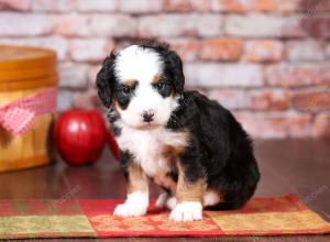 tri-colored mini bernedoodle near Chicago Illinois 