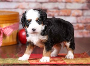 tri-colored mini bernedoodle near Chicago Illinois 