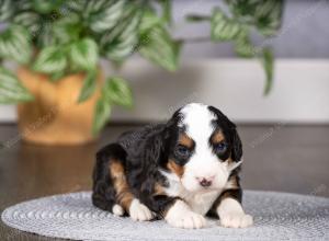 tri-colored mini bernedoodle near Chicago Illinois