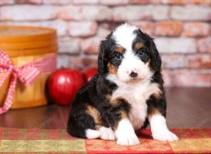 tri-colored mini bernedoodle near Chicago Illinois 