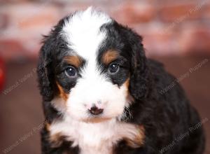 tri-colored mini bernedoodle near Chicago Illinois 