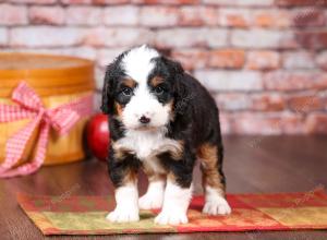 tri-colored mini bernedoodle near Chicago Illinois 