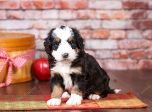 tri-colored mini bernedoodle near Chicago Illinois 