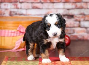 tri-colored mini bernedoodle near Chicago Illinois 