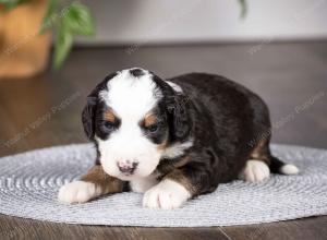 tri-colored mini bernedoodle near Chicago Illinois