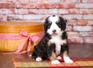 tri-colored mini bernedoodle near Chicago Illinois 