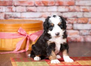 tri-colored mini bernedoodle near Chicago Illinois 