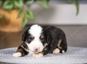 tri-colored mini bernedoodle near Chicago Illinois