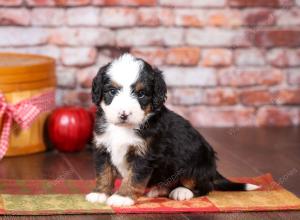 tri-colored mini bernedoodle near Chicago Illinois 