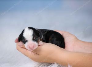 tri-colored mini bernedoodle near Chicago Illinois