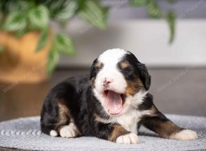 tri-colored mini bernedoodle near Chicago Illinois