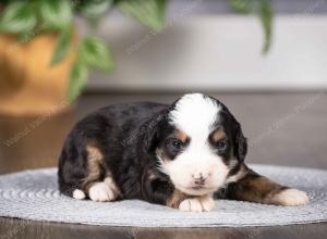 tri-colored mini bernedoodle near Chicago Illinois