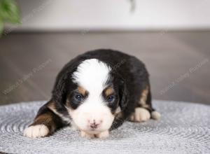 tri-colored mini bernedoodle near Chicago Illinois