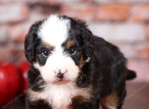 tri-colored mini bernedoodle near Chicago Illinois 