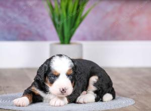 F1 mini bernedoodle near Chicago Illinois