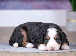 F1 mini bernedoodle near Chicago Illinois