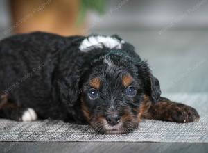 F1B mini bernedoodle near Chicago Illinois