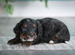 F1B mini bernedoodle near Chicago Illinois