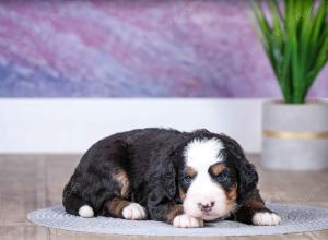 F1 mini bernedoodle near Chicago Illinois