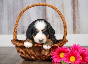 F1 mini bernedoodle near Chicago Illinois