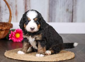 F1 mini bernedoodle near Chicago Illinois