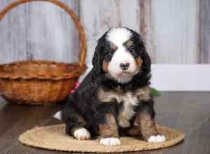 F1 mini bernedoodle near Chicago Illinois