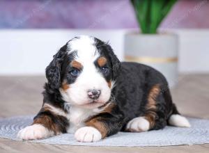 F1 mini bernedoodle near Chicago Illinois