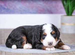 F1 mini bernedoodle near Chicago Illinois