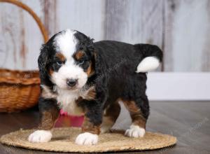 F1 mini bernedoodle near Chicago Illinois