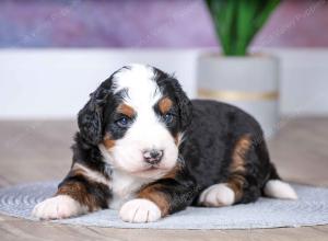 F1 mini bernedoodle near Chicago Illinois