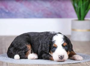 F1 mini bernedoodle near Chicago Illinois