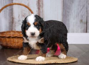 F1 mini bernedoodle near Chicago Illinois