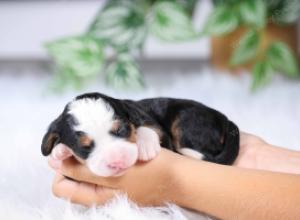 F1 mini bernedoodle near Chicago Illinois