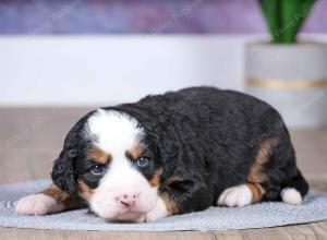 F1 mini bernedoodle near Chicago Illinois