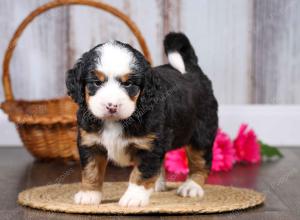 F1 mini bernedoodle near Chicago Illinois