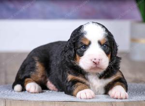 F1 mini bernedoodle near Chicago Illinois