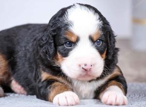 F1 mini bernedoodle near Chicago Illinois