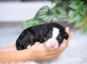 F1 mini bernedoodle near Chicago Illinois