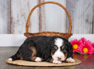 F1 mini bernedoodle near Chicago Illinois