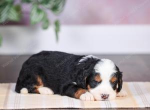 F1 mini bernedoodle near Chicago Illinois