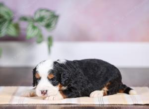 F1 mini bernedoodle near Chicago Illinois