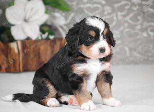 tri-colored mini bernedoodle near Chicago Illinois