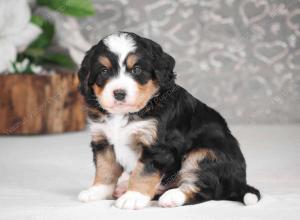 tri-colored mini bernedoodle near Chicago Illinois