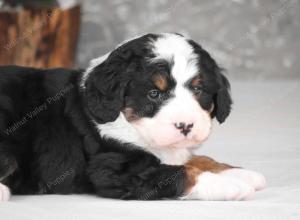 tri-colored mini bernedoodle near Chicago Illinois