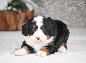 tri-colored mini bernedoodle near Chicago Illinois