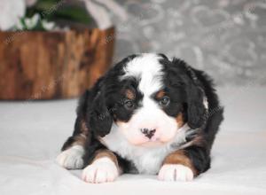 tri-colored mini bernedoodle near Chicago Illinois