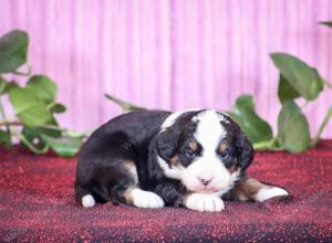 tri-colored mini bernedoodle near Chicago Illinois