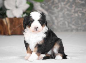 tri-colored mini bernedoodle near Chicago Illinois