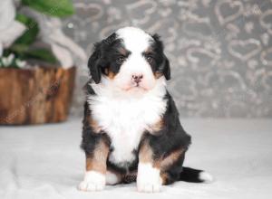 tri-colored mini bernedoodle near Chicago Illinois